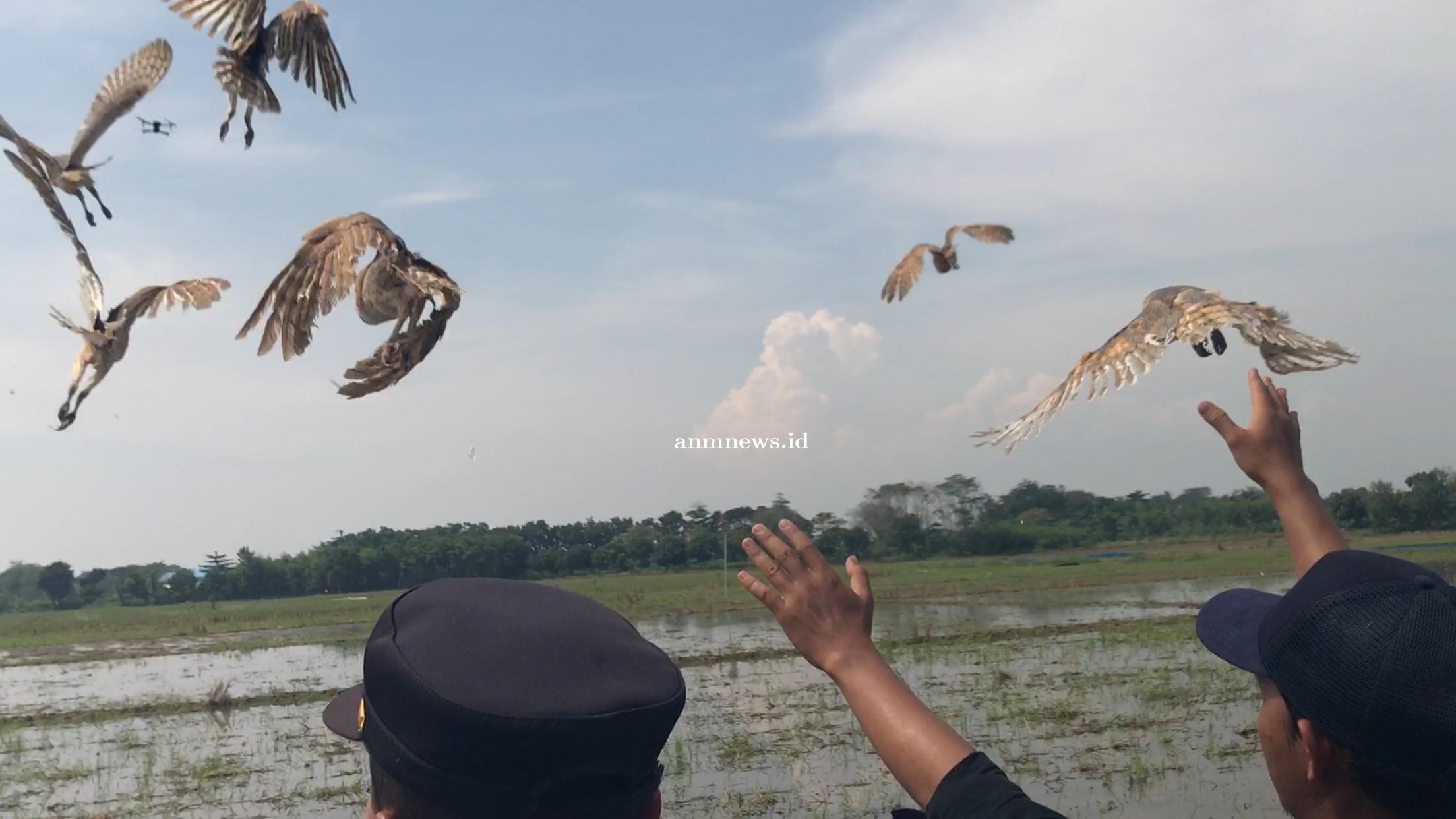 Burung_Hantu.jpg