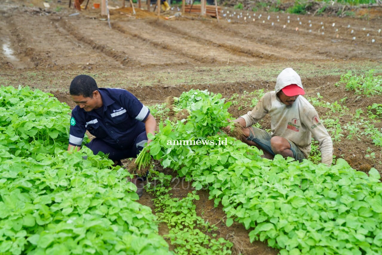 Farm Estate Tanjung Ular PT. Timah, Manfaatkan Lahan Untuk Dukung Asta Cita