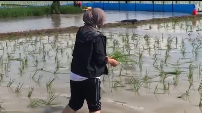 Musim Tanam Kedua, Kuwu Mundakjaya Hj. Dariyah Turut Tanam Padi Bersama Petani