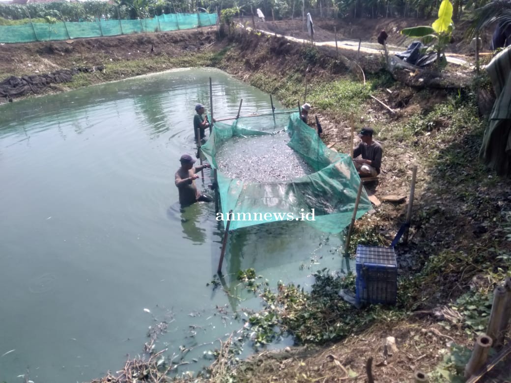 Lahan Tidur Disulap Menjadi lahan Produktif untuk Budidaya Ikan Lele