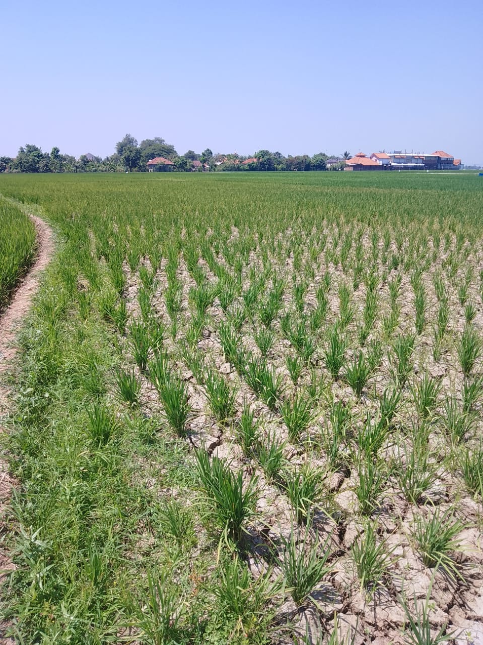 sawah.jpg